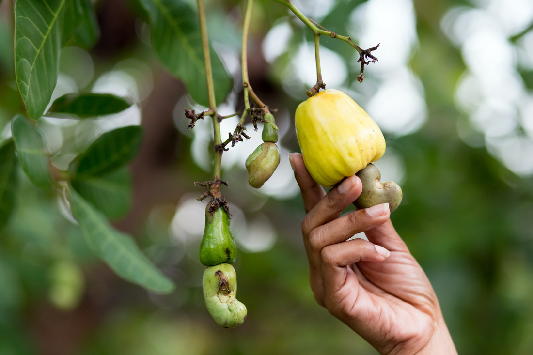 5 leckere Rezepte mit Bio-Cashewkernen